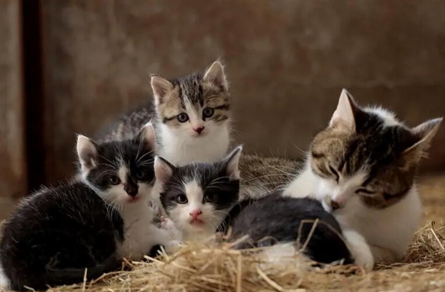 Γιατί γουργουρίζουν οι γάτες; Πληροφορίες και Συχνές Ερωτήσεις για τις γάτες