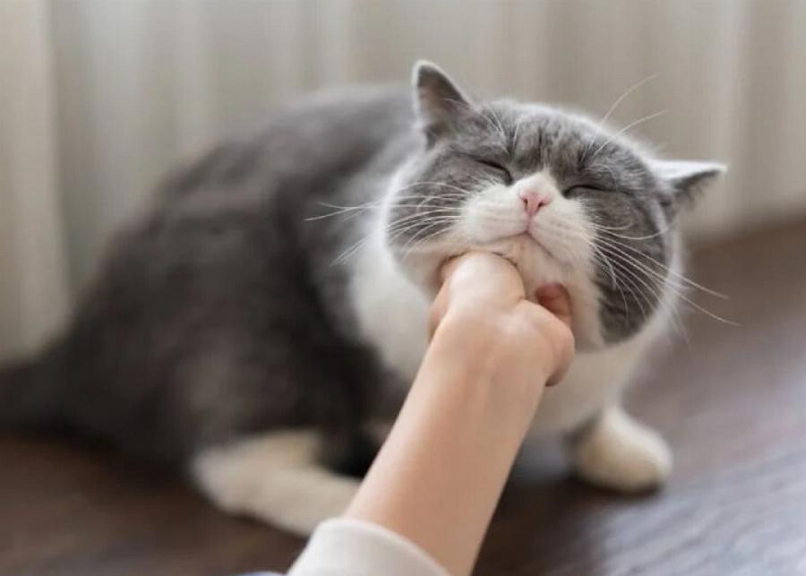 Γιατί στις γάτες αρέσει να χαϊδεύετε το πηγούνι τους; Αυτοί είναι 5 πιθανοί λόγοι