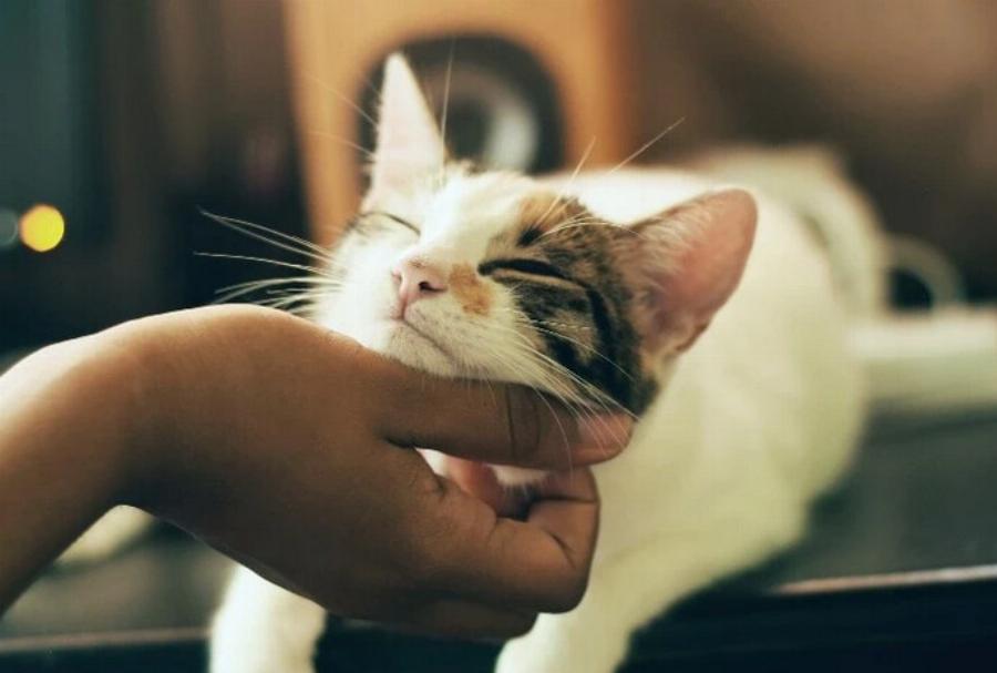 Γιατί στις γάτες αρέσει να χαϊδεύετε το πηγούνι τους; Αυτοί είναι 5 πιθανοί λόγοι
