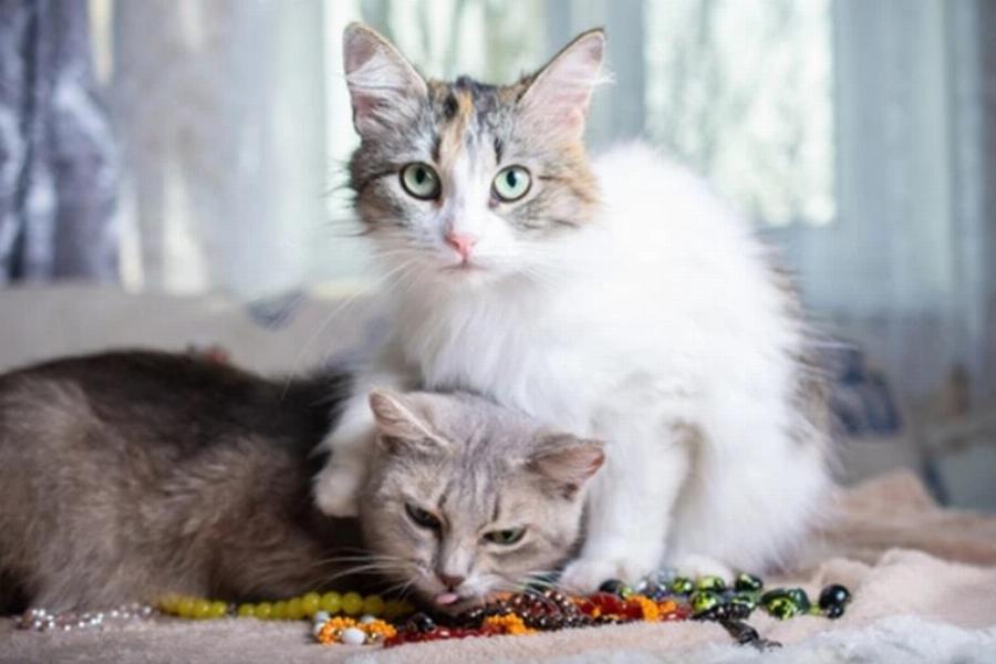 Οικιακά αντικείμενα με τα οποία οι γάτες μπορούν να παίζουν όταν δεν έχουν παιχνίδια: 13 ασφαλείς επιλογές