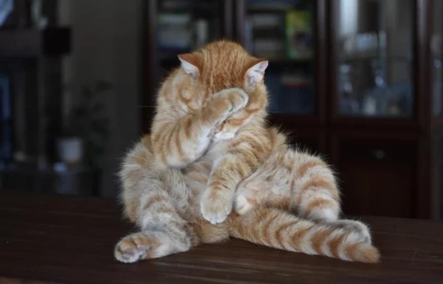 Πώς καθαρίζουν οι γάτες τον εαυτό τους; 3 τυπικοί τρόποι & Συχνές ερωτήσεις