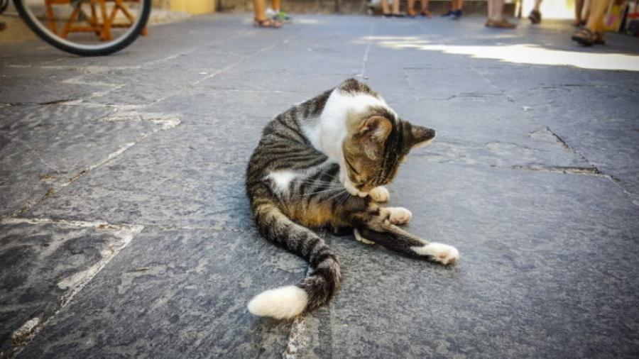 Πώς καθαρίζουν οι γάτες τον εαυτό τους; 3 τυπικοί τρόποι & Συχνές ερωτήσεις