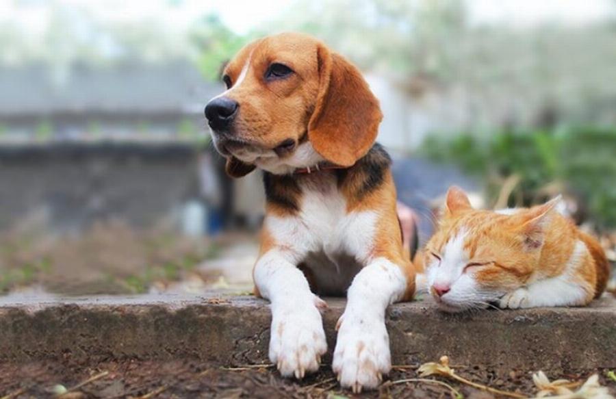 Τα πάνε καλά τα Beagles με τις γάτες; Συγκατοίκηση & Συχνές ερωτήσεις