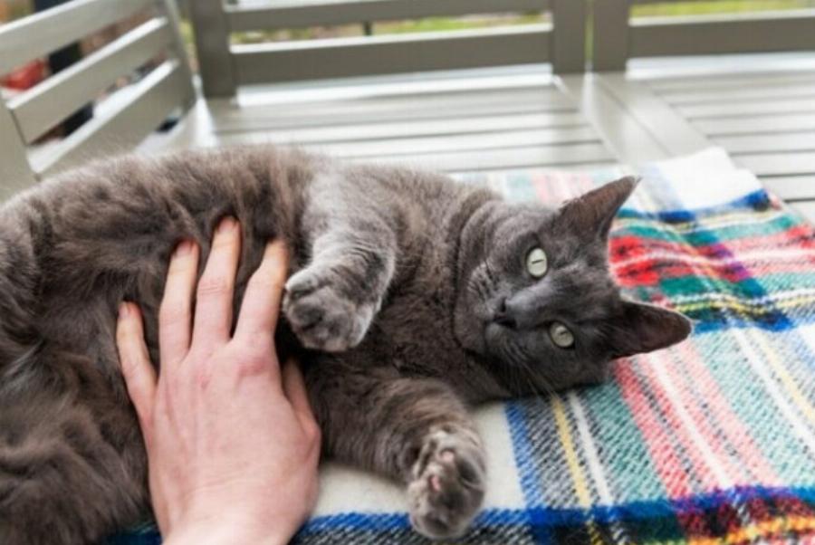 Μπορούν οι γάτες να κολλήσουν COVID; 7 σημάδια και θεραπείες