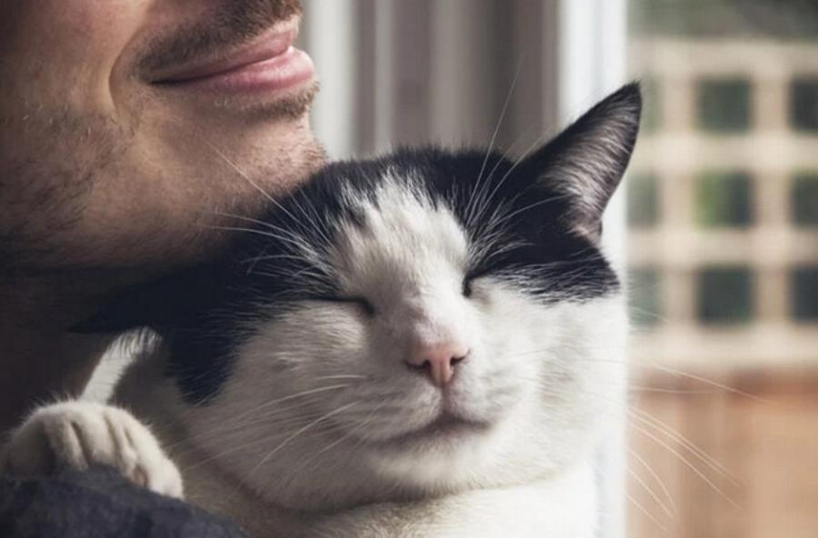 Γιατί στις γάτες αρέσουν τα γένια; Αυτοί είναι οι 5 πιθανοί λόγοι