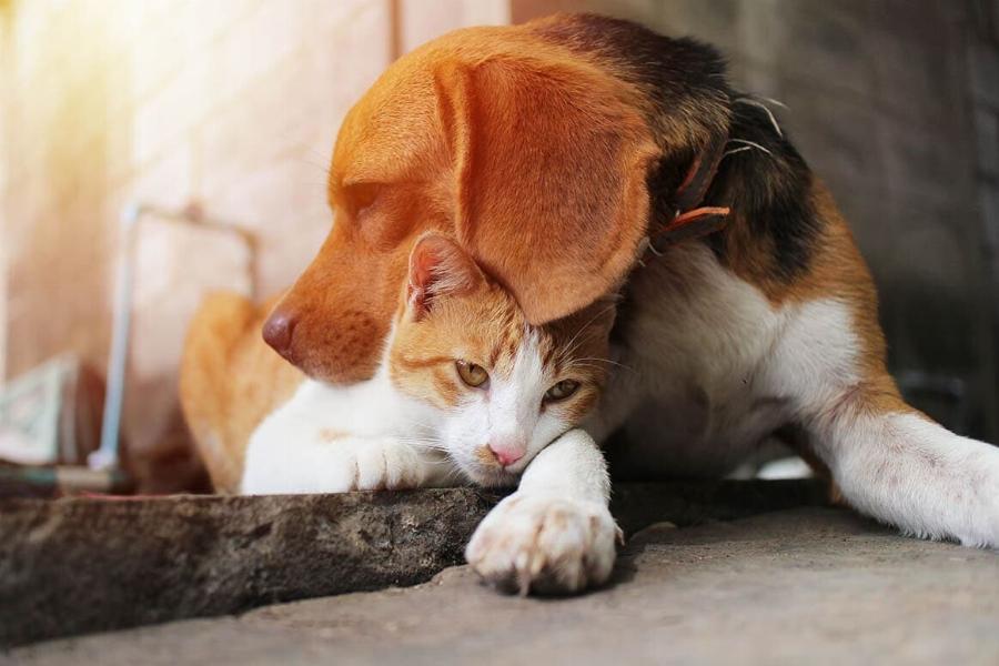 Τα πάνε καλά τα Beagles με τις γάτες; Συγκατοίκηση & Συχνές ερωτήσεις