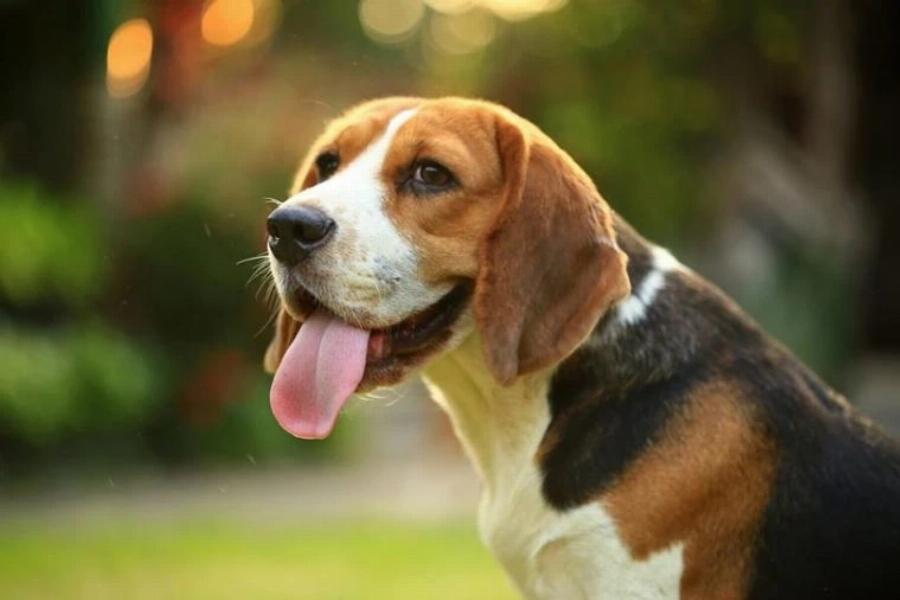 Τα πάνε καλά τα Beagles με τις γάτες; Συγκατοίκηση & Συχνές ερωτήσεις