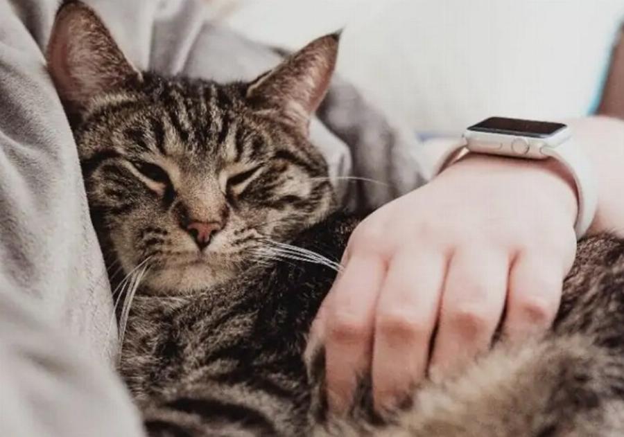 Αγαπούν οι γάτες τους ιδιοκτήτες τους; Πως δείχνουν στοργή τα αιλουροειδή