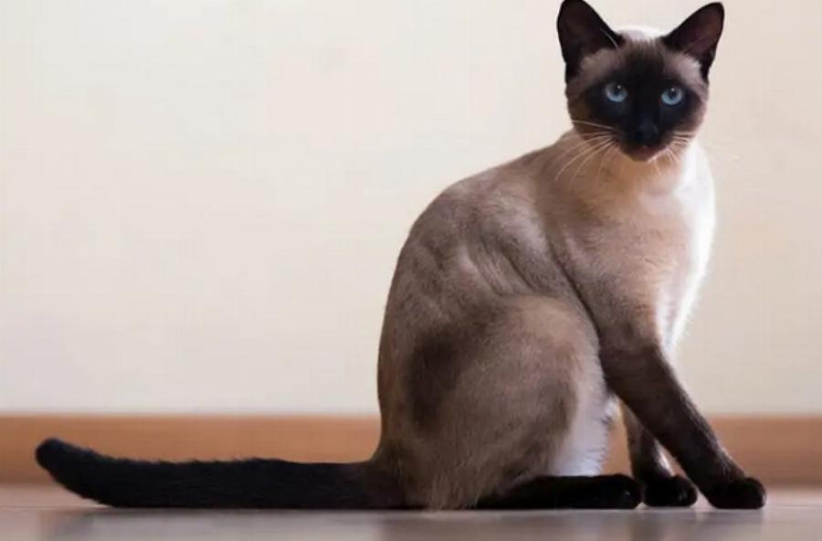 Αγαπούν οι γάτες τους ιδιοκτήτες τους; Πως δείχνουν στοργή τα αιλουροειδή