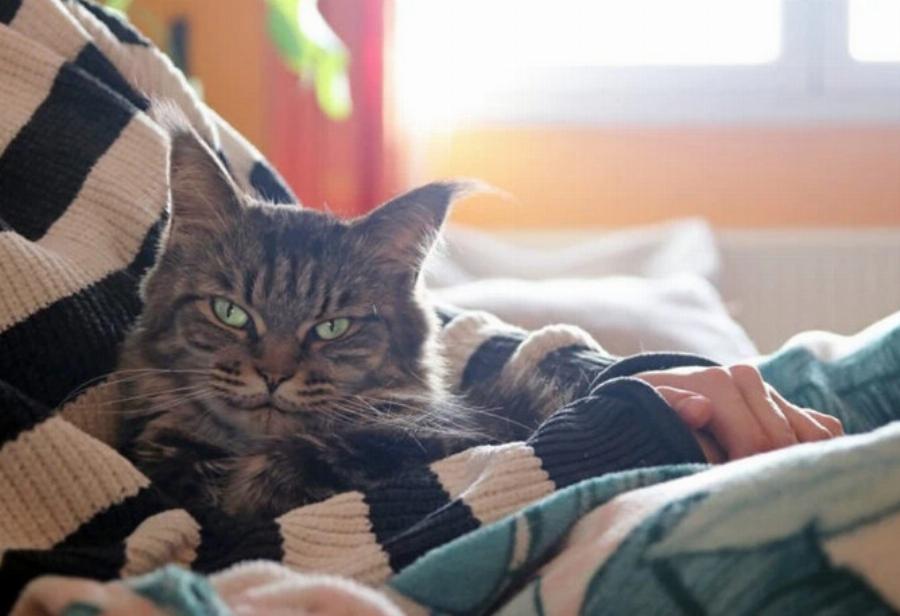 Αγαπούν οι γάτες τους ιδιοκτήτες τους; Πως δείχνουν στοργή τα αιλουροειδή