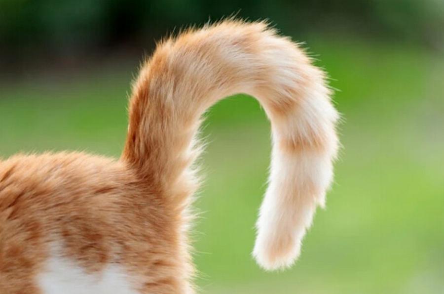 Αγαπούν οι γάτες τους ιδιοκτήτες τους; Πως δείχνουν στοργή τα αιλουροειδή