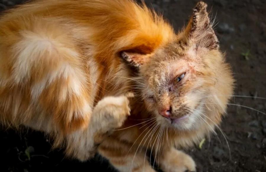 Κτηνίατρος μιλάει για την ψώρα στις γάτες- Όλα όσα πρέπει να ξέρετε