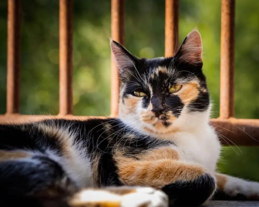 Ποια είναι η ιστορία των Calico Cats; Ενδιαφέροντες πληροφορίες