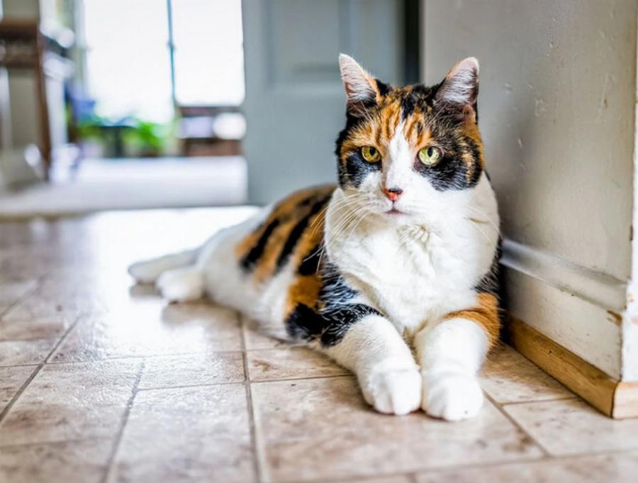 Ποια είναι η ιστορία των Calico Cats; Ενδιαφέροντες πληροφορίες
