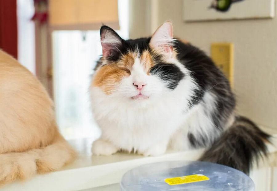 Ποια είναι η ιστορία των Calico Cats; Ενδιαφέροντες πληροφορίες