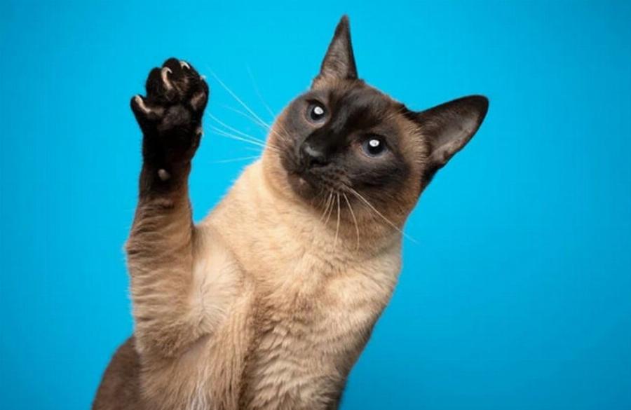 Γιατί στις γάτες αρέσουν οι λίμες νυχιών; 10 πιθανοί λόγοι