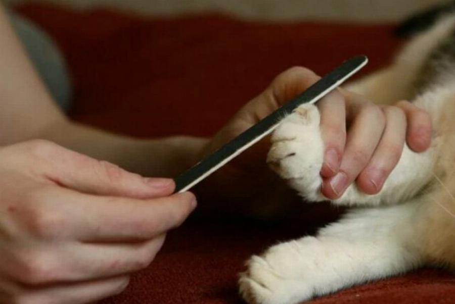 Γιατί στις γάτες αρέσουν οι λίμες νυχιών; 10 πιθανοί λόγοι