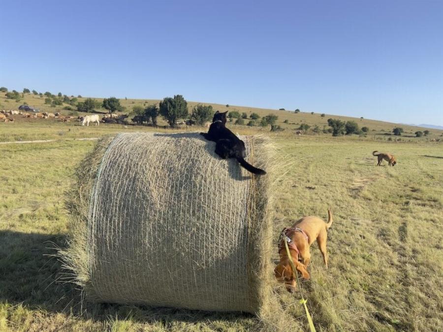 Μπορούν οι γάτες και οι σκύλοι να είναι φίλοι; Πώς αλληλεπιδρούν μεταξύ τους;