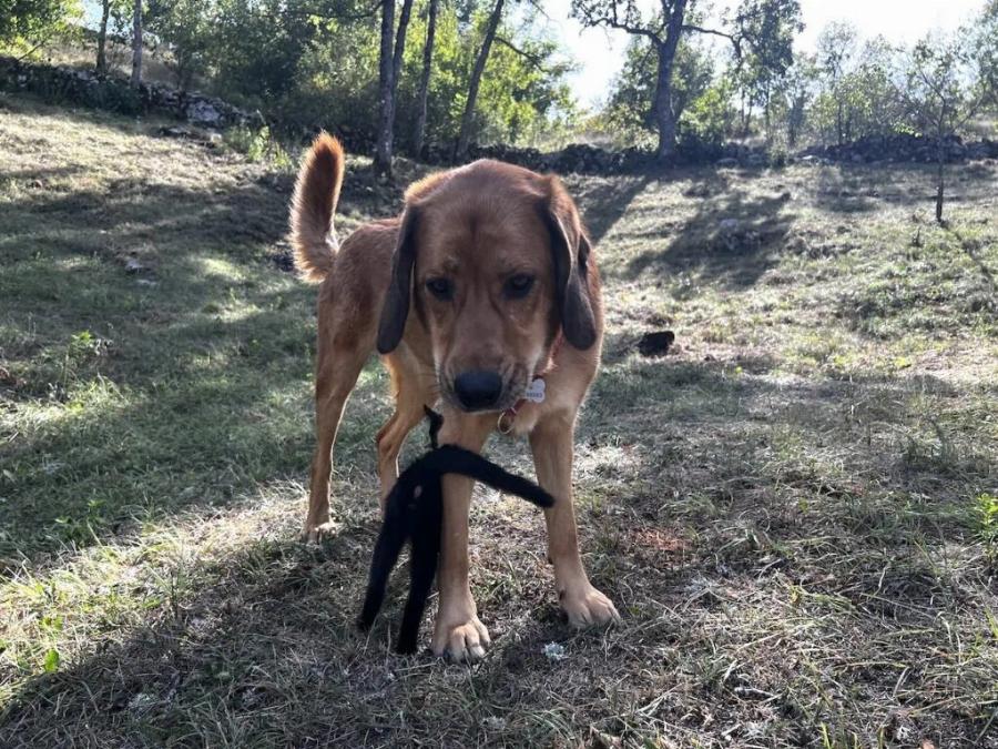Μπορούν οι γάτες και οι σκύλοι να είναι φίλοι; Πώς αλληλεπιδρούν μεταξύ τους;