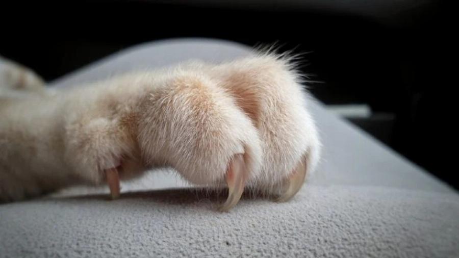 Γιατί στις γάτες αρέσουν οι λίμες νυχιών; 10 πιθανοί λόγοι