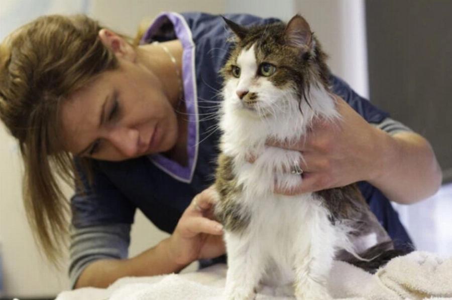 Θηλώματα στο δέρμα της γάτας: Αιτίες & Τρόποι Φροντίδας