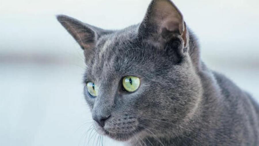 Russian Blue: Είναι έξυπνες, τρυφερές και πιστές γάτες- Ας τις γνωρίσουμε
