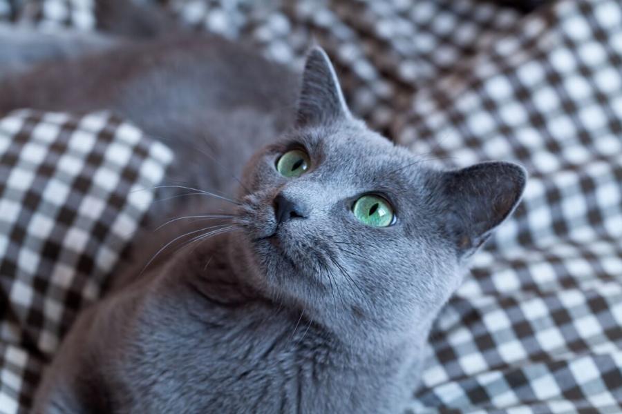 Russian Blue: Είναι έξυπνες, τρυφερές και πιστές γάτες- Ας τις γνωρίσουμε