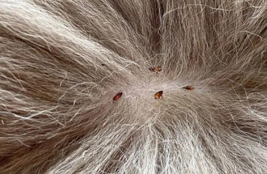 Πώς οι γάτες κολλάνε ψύλλους όταν δεν βγαίνουν έξω; 8 πιθανοί τρόποι