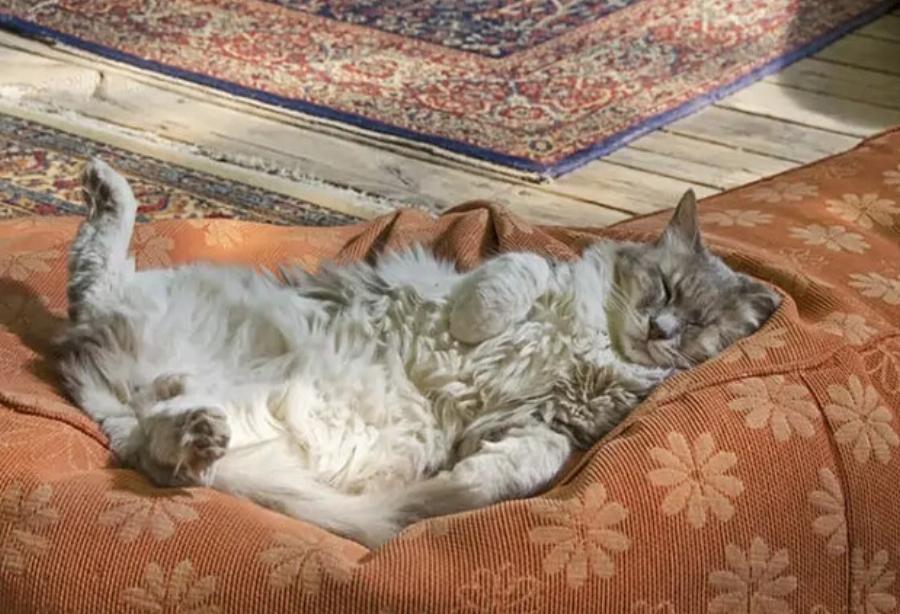 Πώς οι γάτες κολλάνε ψύλλους όταν δεν βγαίνουν έξω; 8 πιθανοί τρόποι