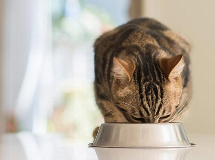 Μπορούν οι γάτες να πίνουν γάλα βρώμης; Εγκεκριμένες από κτηνίατρο πληροφορίες