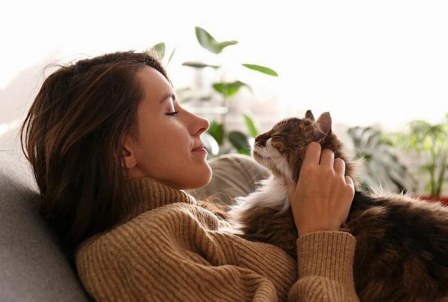 Είναι οι γάτες κοινωνικά ζώα; Πώς να καταλάβετε αν απολαμβάνουν την παρέα