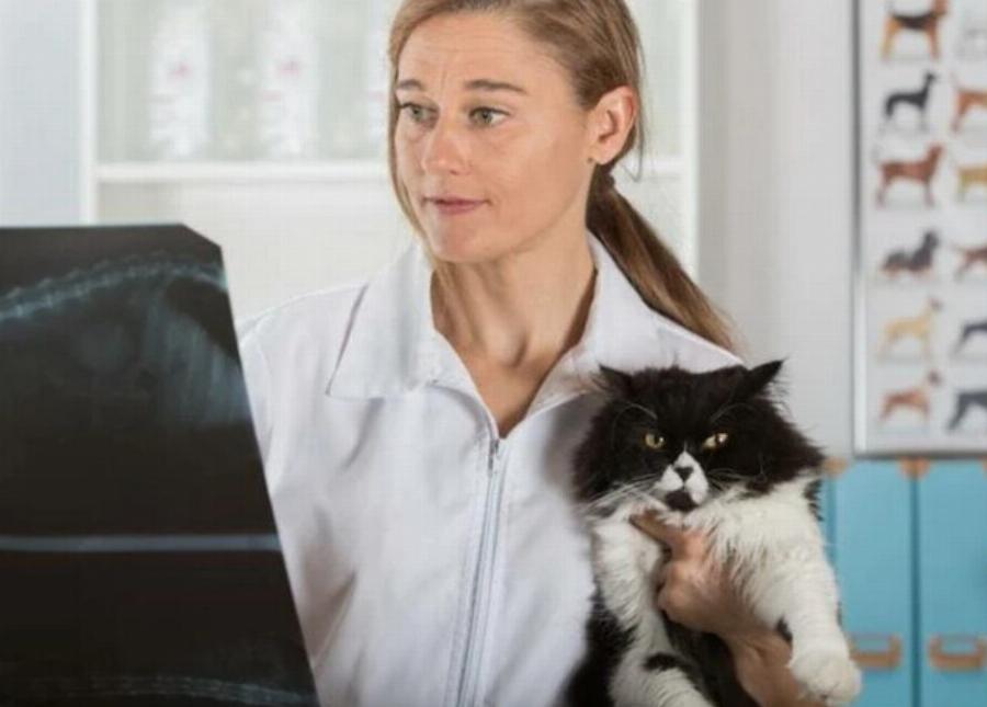 Συμπληρώματα καλίου για γάτες: Χρήσεις & Παρενέργειες