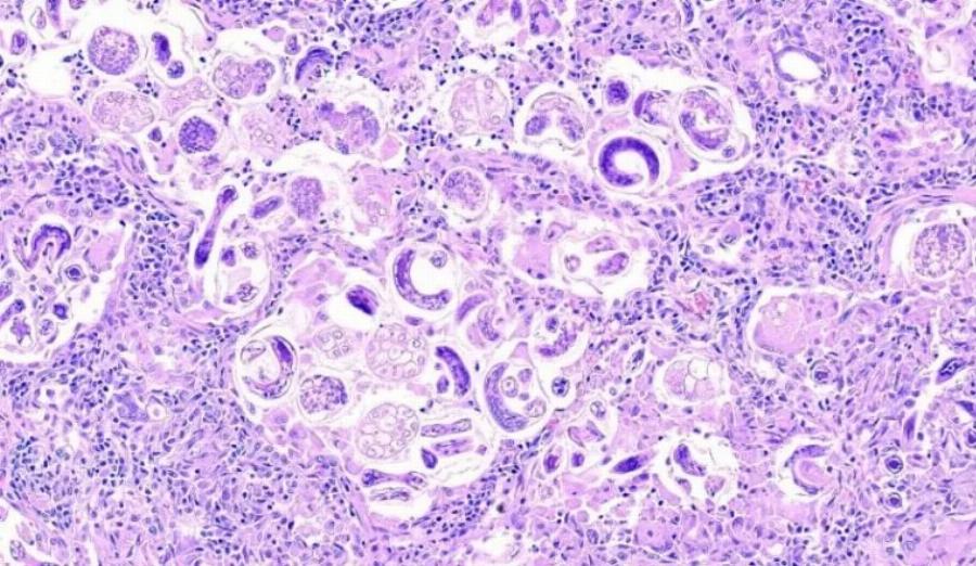 Lungworm σε γάτες: Αιτίες, σημεία & θεραπείες