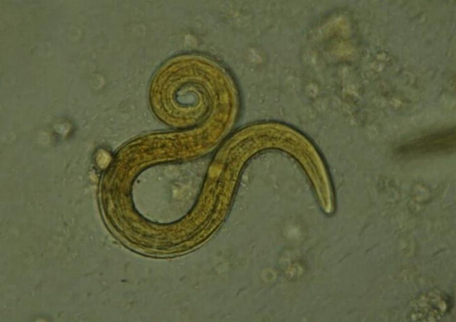 Lungworm σε γάτες: Αιτίες, σημεία & θεραπείες