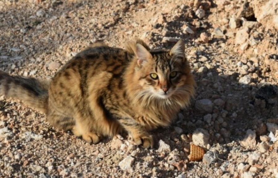 Θέλουν οι άγριες γάτες να είναι μέσα στο σπίτι; Η εκπληκτική απάντηση!