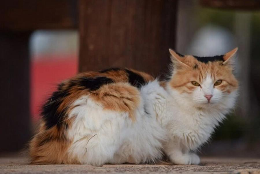 Θέλουν οι άγριες γάτες να είναι μέσα στο σπίτι; Η εκπληκτική απάντηση!