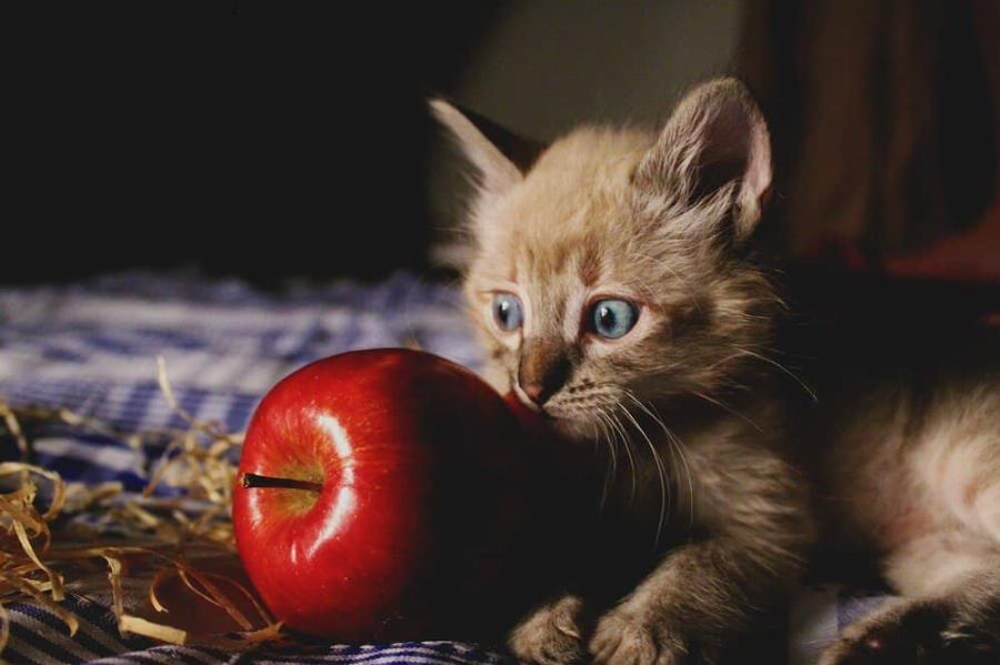 Διατροφή γάτας: Μπορούν οι γάτες να φάνε μήλα;- Όλα όσα πρέπει να ξέρετε