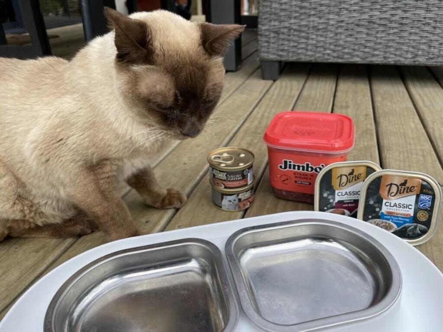 Η ηλικιωμένη γάτα μου δεν θέλει πια να τρώει πολύ: 8 συμβουλές για να την βοηθήσετε