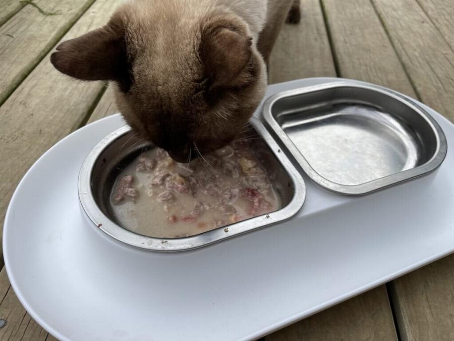 Η ηλικιωμένη γάτα μου δεν θέλει πια να τρώει πολύ: 8 συμβουλές για να την βοηθήσετε