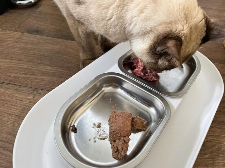 Η ηλικιωμένη γάτα μου δεν θέλει πια να τρώει πολύ: 8 συμβουλές για να την βοηθήσετε