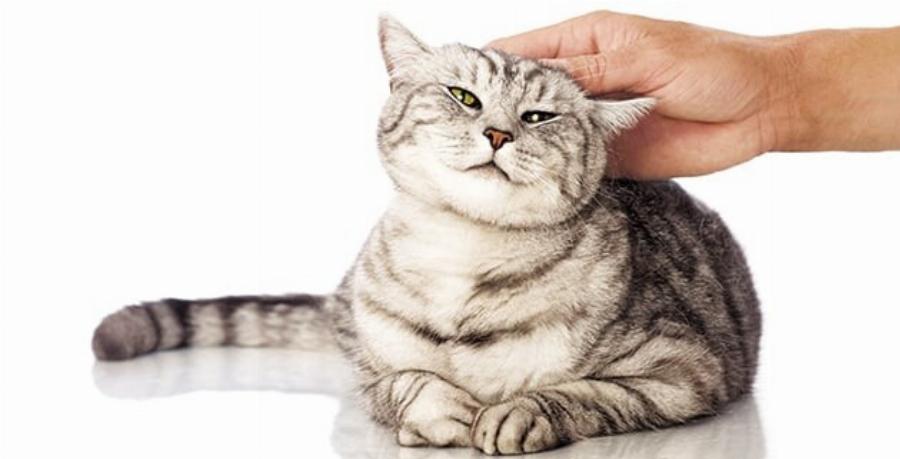 Έχετε αναρωτηθεί; Γιατί οι γάτες λατρεύουν να τις χαϊδεύουμε στο κεφάλι