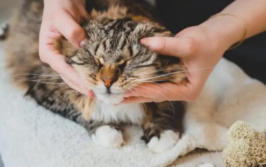 Γιατί στις γάτες αρέσει να χαϊδεύουν τα αυτιά τους; 5 λόγοι σύμφωνα με κτηνίατρο