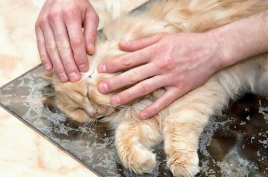 Πώς να προλάβετε τα τσιμπήματα από τσιμπούρια στις γάτες: 11 συμβουλές εγκεκριμένες από κτηνίατρο