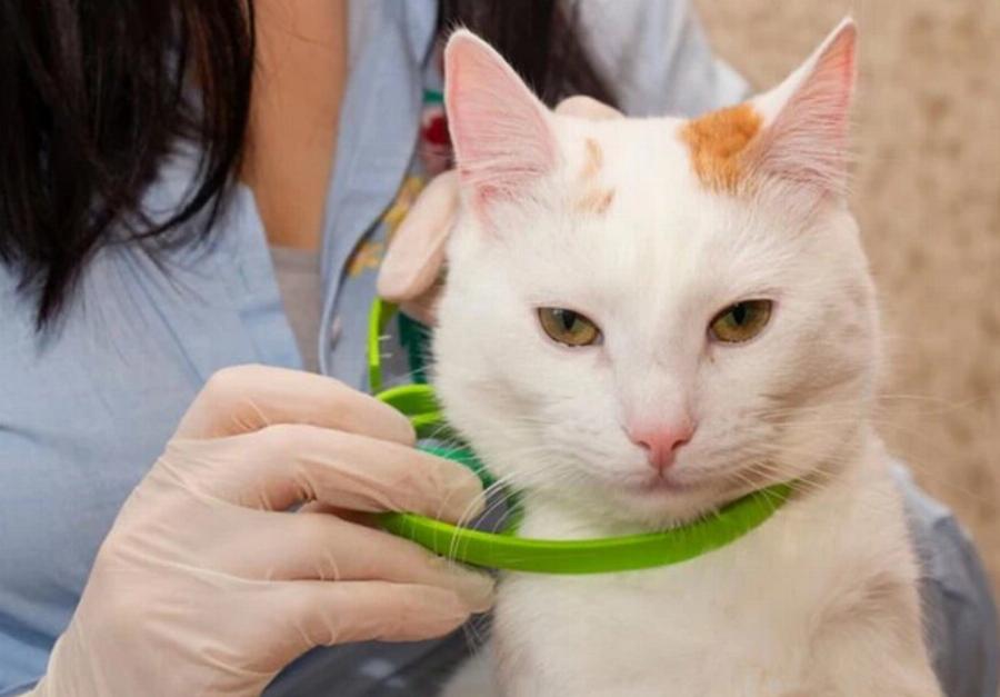 Πώς να προλάβετε τα τσιμπήματα από τσιμπούρια στις γάτες: 11 συμβουλές εγκεκριμένες από κτηνίατρο