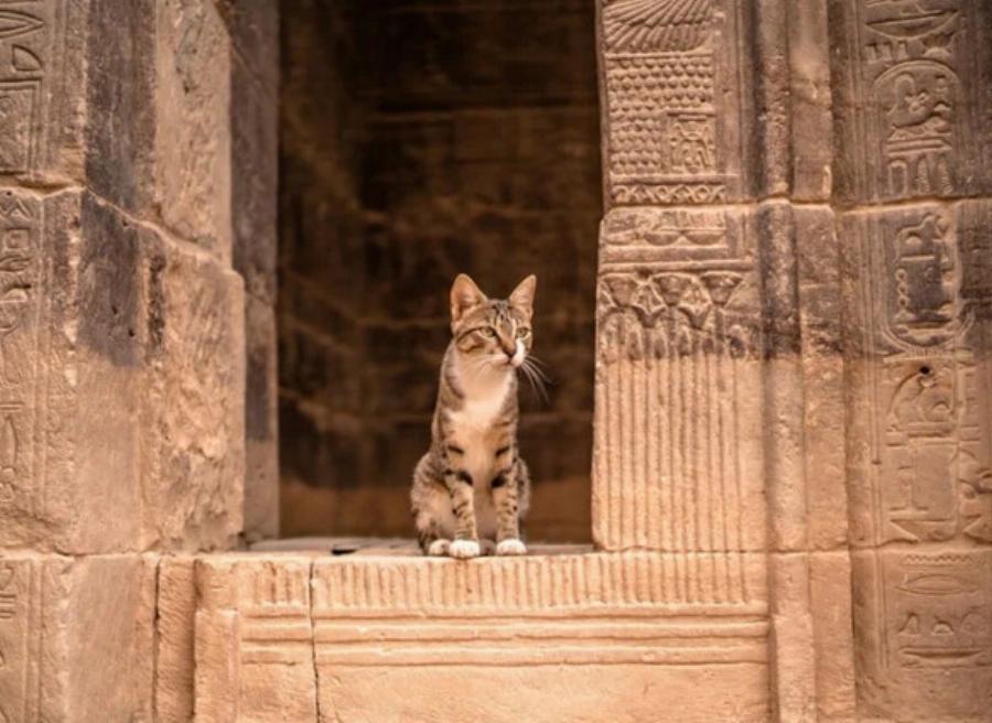 Ποια είναι η ιστορία των γατών στην Αίγυπτο; Οι συναρπαστικές πληροφορίες