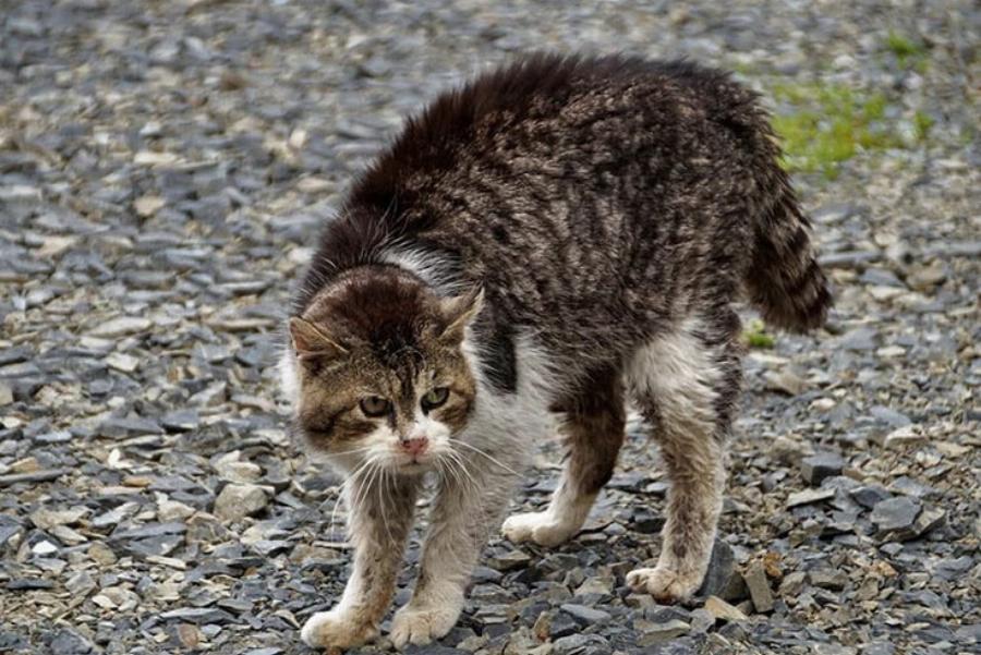 Θα μπορούσε μια γάτα να επιβιώσει σε έναν κόσμο χωρίς ανθρώπους; Ενδιαφέροντες πληροφορίες