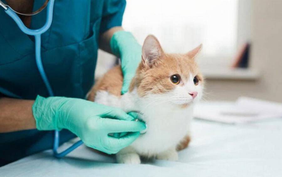 Γιατί κόβουν την άκρη του αυτιού στις γάτες; Χρήσιμες πληροφορίες και οφέλη