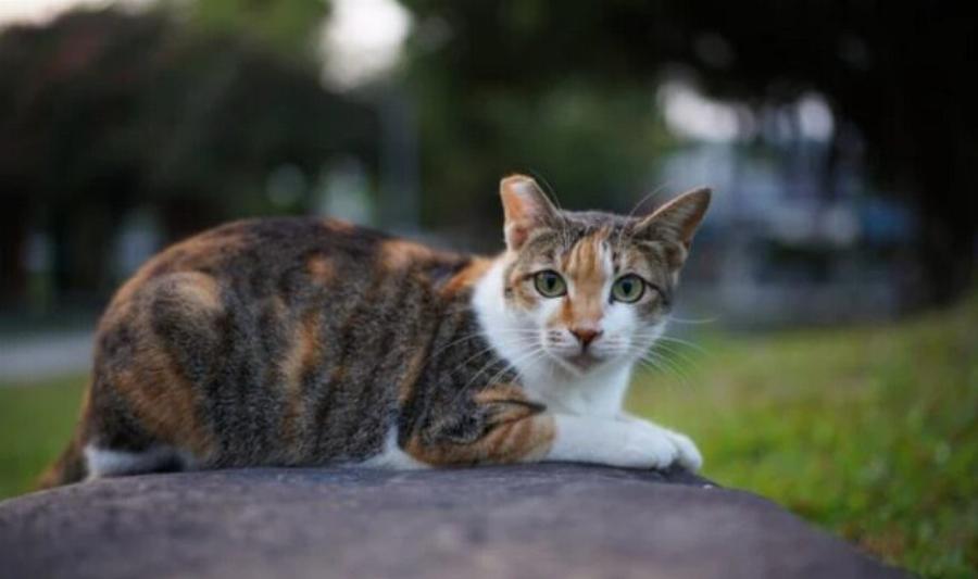 Γιατί κόβουν την άκρη του αυτιού στις γάτες; Χρήσιμες πληροφορίες και οφέλη
