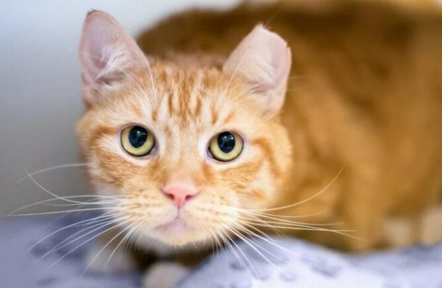 Γιατί κόβουν την άκρη του αυτιού στις γάτες; Χρήσιμες πληροφορίες και οφέλη