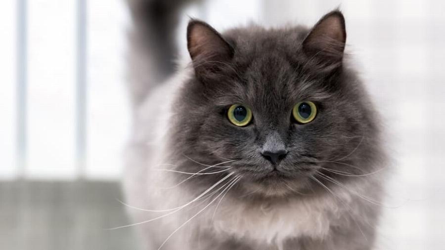 Nebelung γάτες: Χαρακτηριστικά, διατροφή, ιστορία – Όσα πρέπει να γνωρίζετε για την πιο πιστή ράτσα